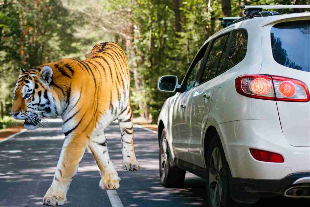 Tiger DR Automobiles auto SUV occasione prezzo vantaggi